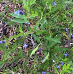 Billardiera heterophylla at Chifley, ACT - 18 Jan 2016 12:00 AM