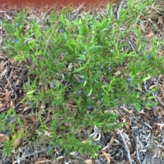 Billardiera heterophylla at Chifley, ACT - 18 Jan 2016 12:00 AM