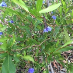 Billardiera heterophylla at Chifley, ACT - 18 Jan 2016