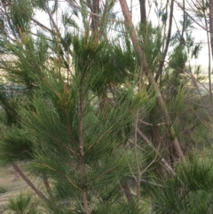 Allocasuarina littoralis (Black She-oak) at Mount Taylor - 17 Jan 2016 by George