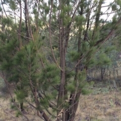 Allocasuarina littoralis at Chifley, ACT - 18 Jan 2016