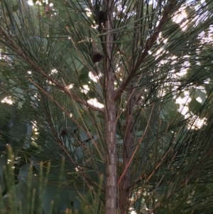 Allocasuarina littoralis at Chifley, ACT - 18 Jan 2016 12:00 AM