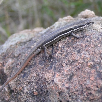 Morethia boulengeri (Boulenger's Skink) at Pearce, ACT - 24 Sep 2011 by MatthewFrawley