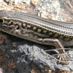 Ctenotus robustus (Robust Striped-skink) at Kambah, ACT - 27 Sep 2011 by MatthewFrawley