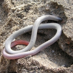 Aprasia parapulchella (Pink-tailed Worm-lizard) at Kambah, ACT - 26 Sep 2011 by MatthewFrawley