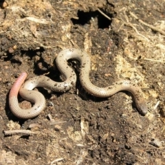 Aprasia parapulchella (Pink-tailed Worm-lizard) at Kambah, ACT - 3 Oct 2011 by MatthewFrawley