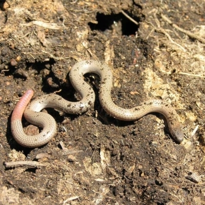 Aprasia parapulchella (Pink-tailed Worm-lizard) at Kambah, ACT - 4 Oct 2011 by MatthewFrawley
