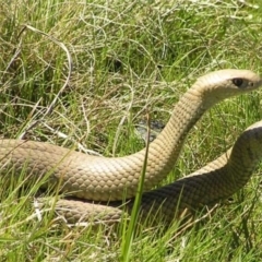 Pseudonaja textilis (Eastern Brown Snake) at Kambah, ACT - 4 Oct 2011 by MatthewFrawley