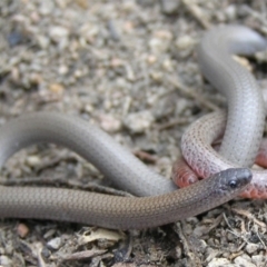 Aprasia parapulchella (Pink-tailed Worm-lizard) at Pearce, ACT - 24 Sep 2011 by MatthewFrawley