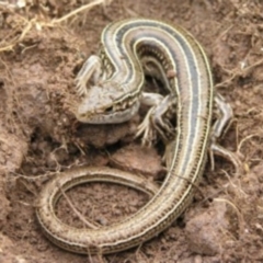 Ctenotus robustus (Robust Striped-skink) at Chifley, ACT - 19 Aug 2011 by MatthewFrawley