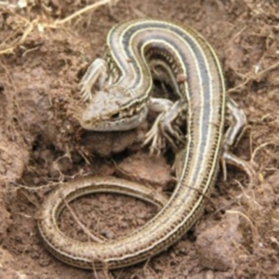 Ctenotus robustus (Robust Striped-skink) at Chifley, ACT - 19 Aug 2011 by MatthewFrawley