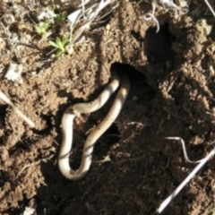 Aprasia parapulchella (Pink-tailed Worm-lizard) at Chifley, ACT - 19 Aug 2011 by MatthewFrawley