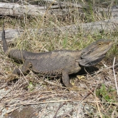 Pogona barbata (Eastern Bearded Dragon) at Kambah, ACT - 3 Oct 2011 by MatthewFrawley