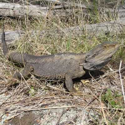 Pogona barbata (Eastern Bearded Dragon) at Kambah, ACT - 4 Oct 2011 by MatthewFrawley