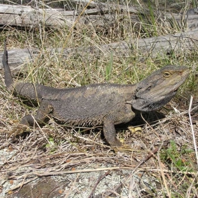 Pogona barbata (Eastern Bearded Dragon) at Kambah, ACT - 3 Oct 2011 by MatthewFrawley