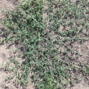 Solanum triflorum at Watson, ACT - 29 Feb 2016 03:44 PM