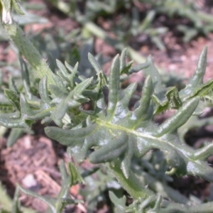 Solanum triflorum at Watson, ACT - 29 Feb 2016 03:44 PM