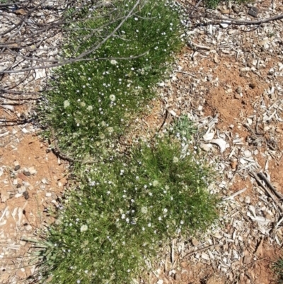 Vittadinia muelleri (Narrow-leafed New Holland Daisy) at Watson, ACT - 18 Feb 2016 by waltraud