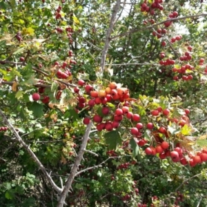 Crataegus monogyna at Watson, ACT - 29 Feb 2016 03:41 PM