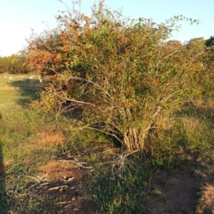 Rosa rubiginosa at Watson, ACT - 13 Feb 2016 07:29 PM