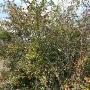 Rosa rubiginosa at Watson, ACT - 13 Feb 2016 07:29 PM