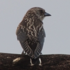 Artamus cyanopterus (Dusky Woodswallow) at Paddys River, ACT - 7 Feb 2015 by michaelb