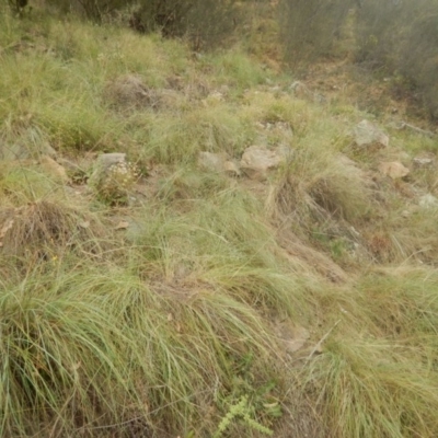 Eragrostis curvula (African Lovegrass) at Stromlo, ACT - 27 Feb 2016 by MichaelMulvaney