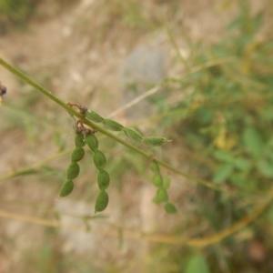 Oxytes brachypoda at Stromlo, ACT - 27 Feb 2016