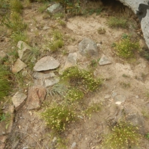 Calotis lappulacea at Stromlo, ACT - 27 Feb 2016