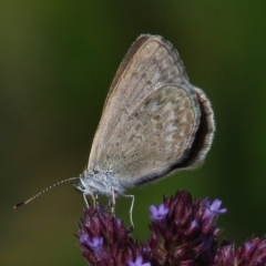 Zizina otis (Common Grass-Blue) at Paddys River, ACT - 1 Mar 2016 by JohnBundock