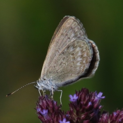 Zizina otis (Common Grass-Blue) at Paddys River, ACT - 29 Feb 2016 by JohnBundock