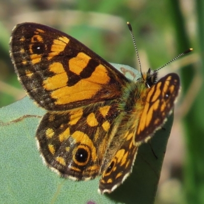 Oreixenica lathoniella (Silver Xenica) at Mount Clear, ACT - 28 Feb 2016 by JohnBundock