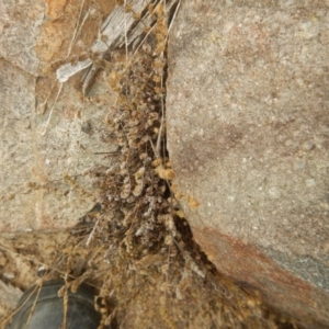 Cheilanthes distans at Stromlo, ACT - 27 Feb 2016