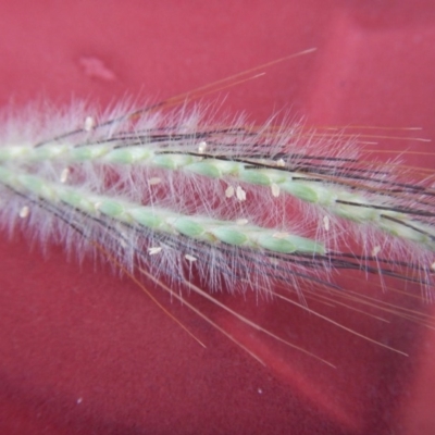 Dichanthium sericeum (Queensland Blue-grass) at Stromlo, ACT - 26 Feb 2016 by MichaelMulvaney