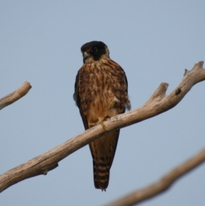 Falco longipennis at Red Hill, ACT - 23 Feb 2016