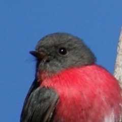 Petroica rosea (Rose Robin) at Garran, ACT - 29 Aug 2015 by roymcd