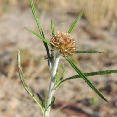 Euchiton sphaericus (Star Cudweed) at Greenway, ACT - 19 Dec 2015 by michaelb