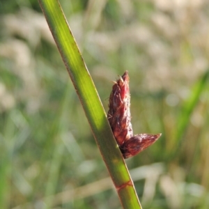 Schoenoplectus pungens at Greenway, ACT - 19 Dec 2015 07:00 PM