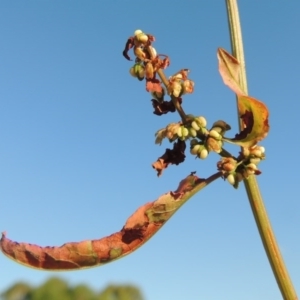 Rumex conglomeratus at Greenway, ACT - 19 Dec 2015 07:12 PM