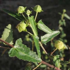 Pavonia hastata (Spearleaf Swampmallow) at Greenway, ACT - 19 Dec 2015 by michaelb