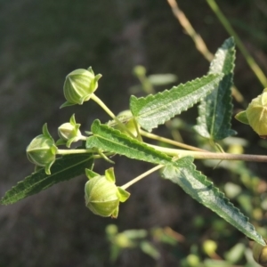 Pavonia hastata at Greenway, ACT - 19 Dec 2015