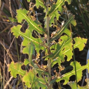 Lactuca serriola f. serriola at Greenway, ACT - 19 Dec 2015 08:16 PM