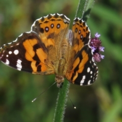 Vanessa kershawi (Australian Painted Lady) at Paddys River, ACT - 1 Mar 2016 by JohnBundock