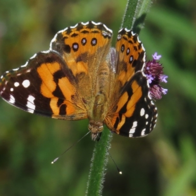 Vanessa kershawi (Australian Painted Lady) at Paddys River, ACT - 29 Feb 2016 by JohnBundock