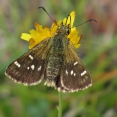 Atkinsia dominula (Two-brand grass-skipper) at Mount Clear, ACT - 29 Feb 2016 by JohnBundock