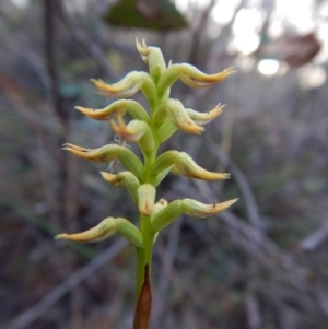 Corunastylis cornuta at Aranda, ACT - 2 Mar 2016