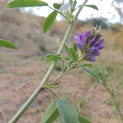 Medicago sativa (Lucerne, Alfalfa) at Point Hut to Tharwa - 24 Dec 2015 by MichaelBedingfield