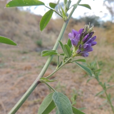 Medicago sativa (Lucerne, Alfalfa) at Point Hut to Tharwa - 24 Dec 2015 by MichaelBedingfield