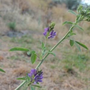 Medicago sativa at Tharwa, ACT - 24 Dec 2015 07:11 PM