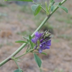 Medicago sativa at Tharwa, ACT - 24 Dec 2015 07:11 PM